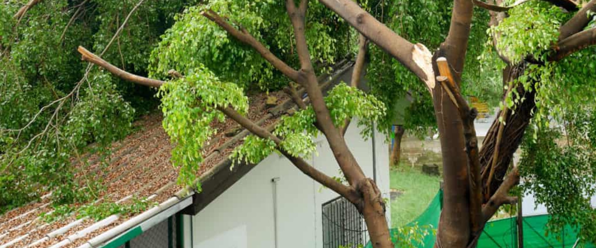 Should you cut down trees close to your house?