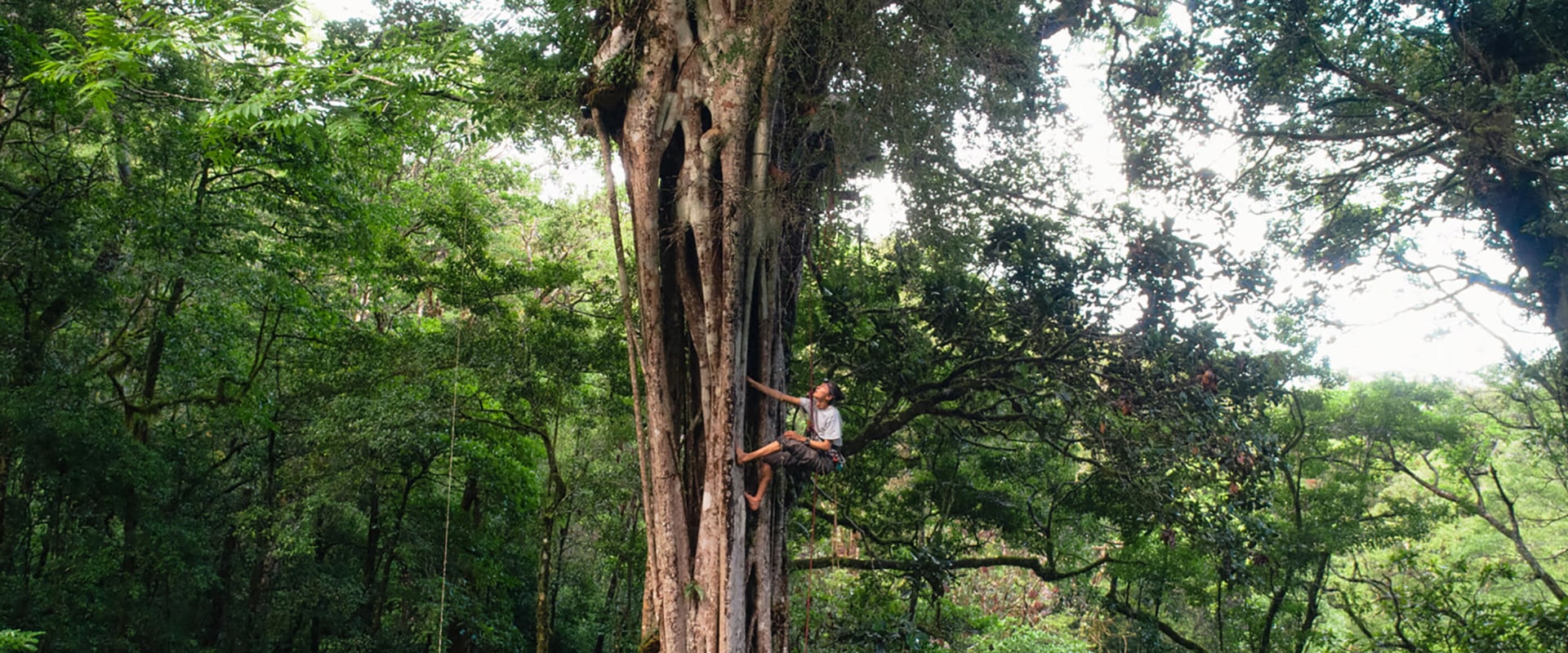 What are tree workers called?