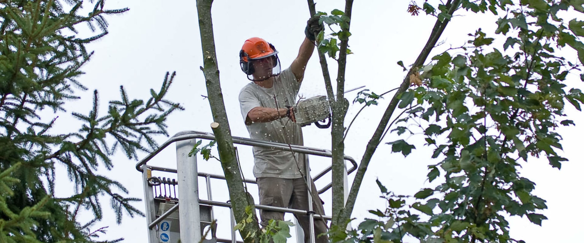 A Tree Removal Service In Southern Gateway Using A Crane