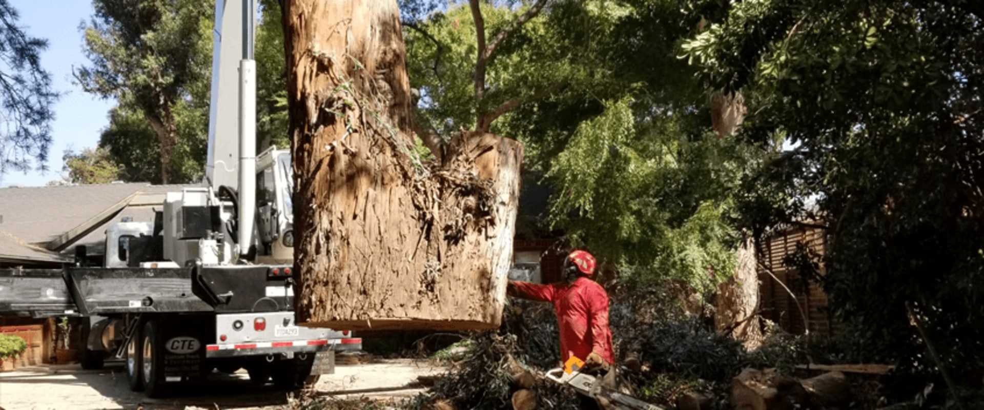 Timely Chip Repair After Crane Tree Removal in San Tan Valley