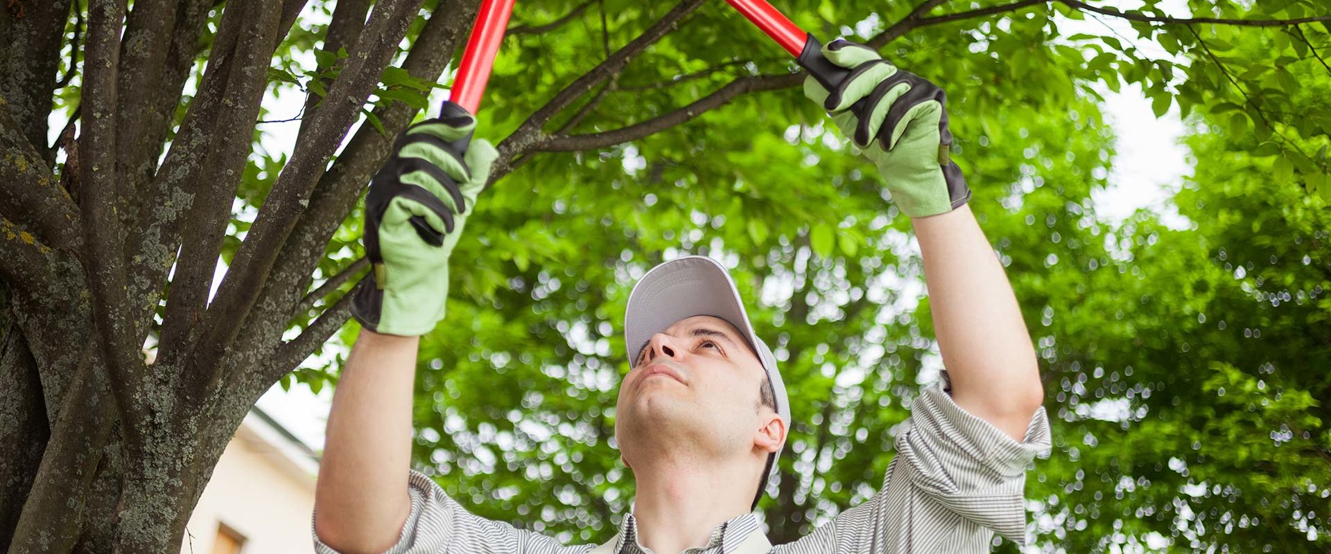 Is tree pruning the same as trimming?