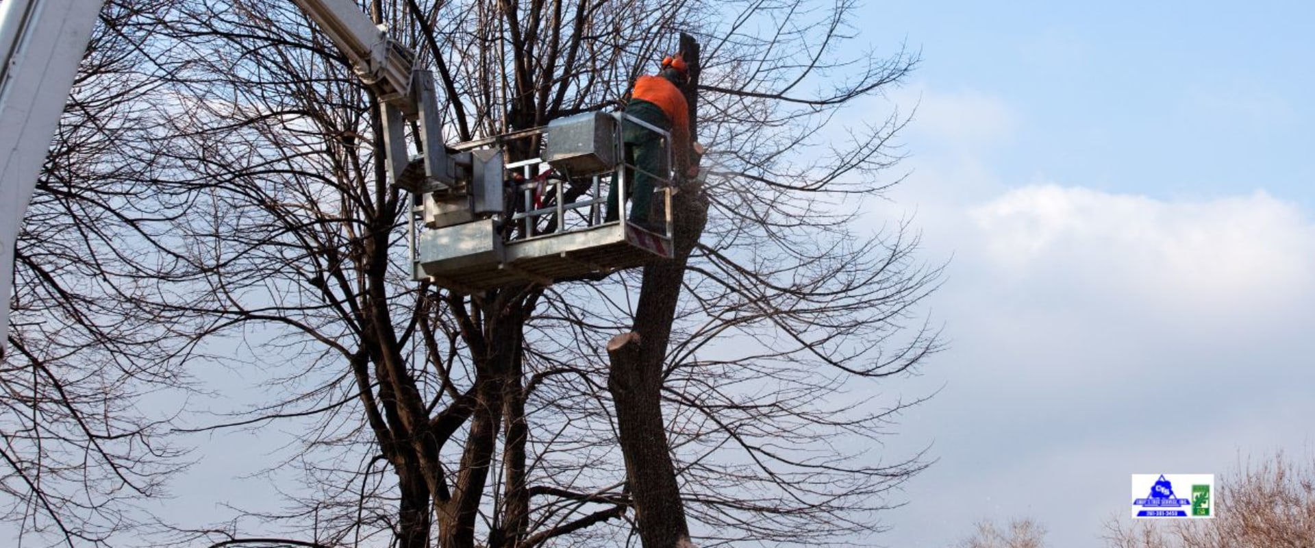 Reaching New Heights: How Crane Tree Removal Safely Handles the Toughest Jobs