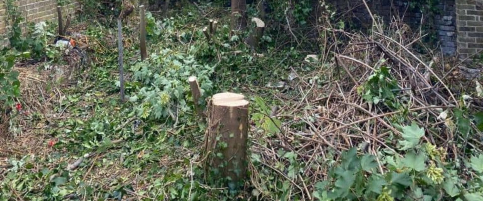 Why Crane Tree Removal Is an Art as Much as a Science