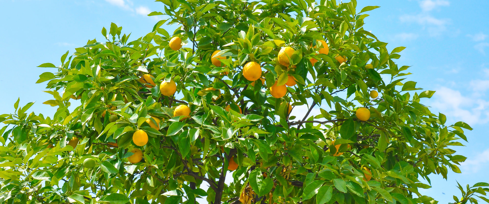How do you keep a tree healthy?