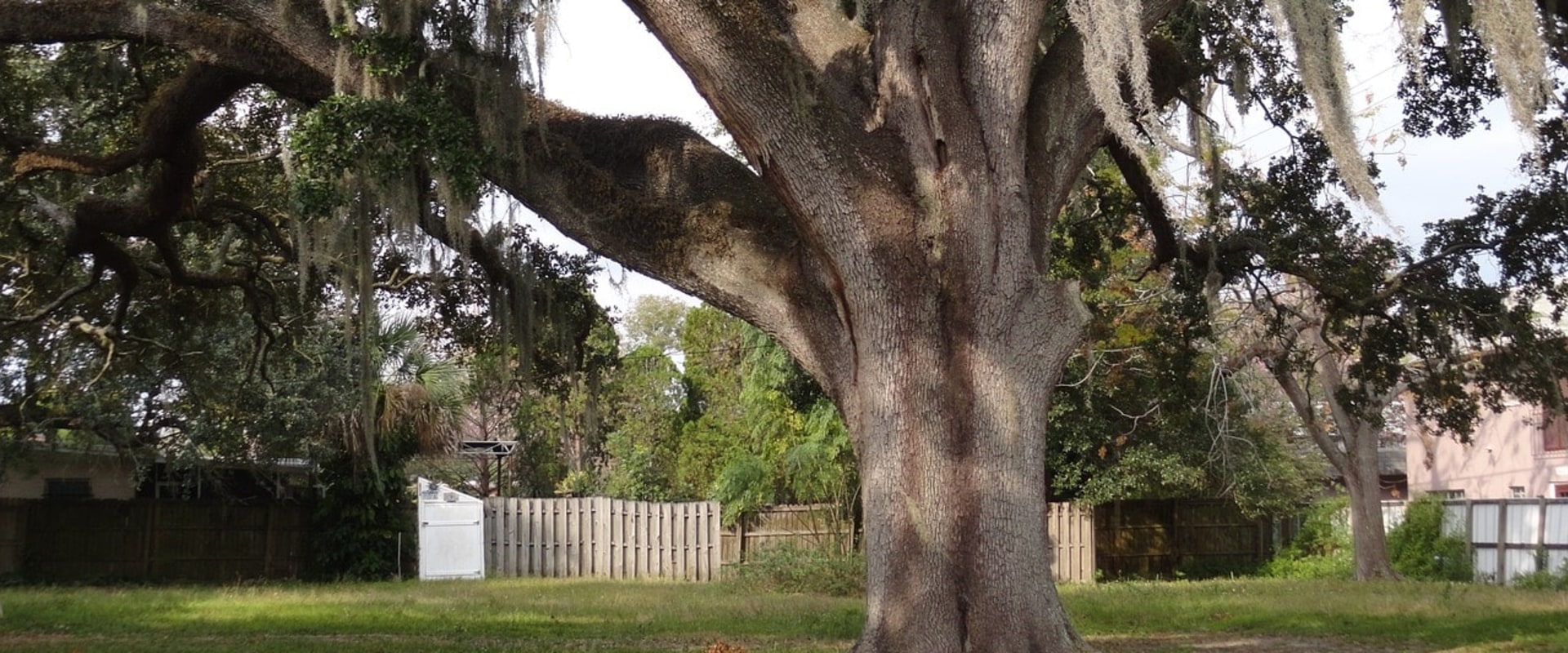 How do you take care of an old tree?