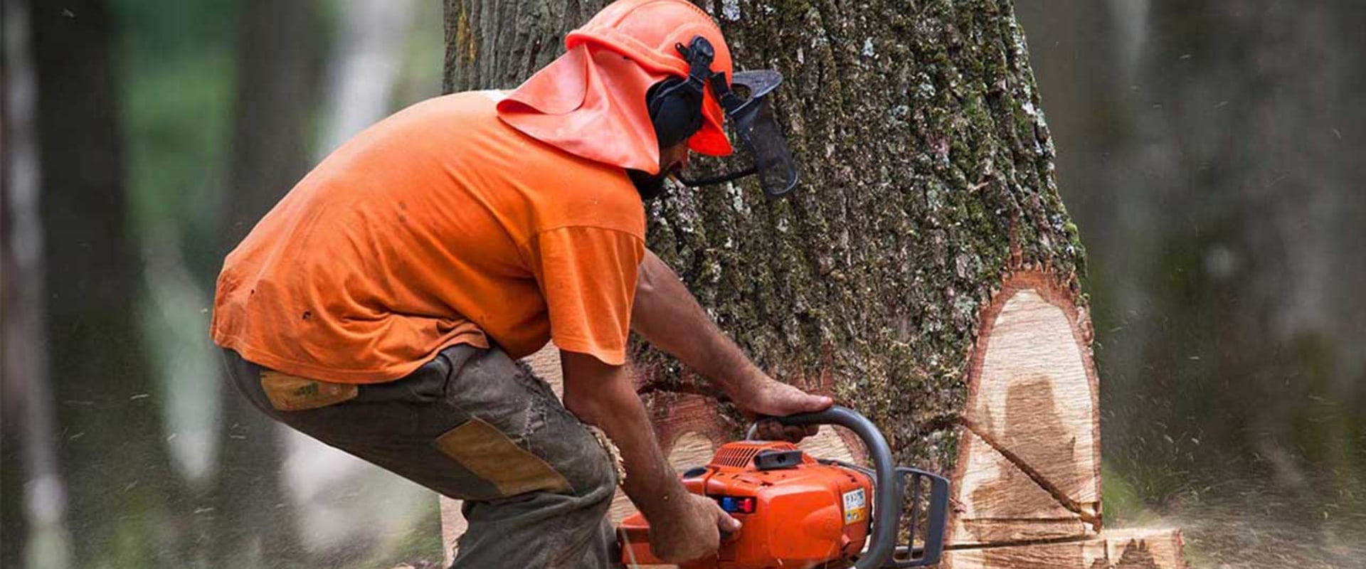 How much does it cost to remove a tree with a crane?