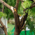 Should you cut down trees close to your house?