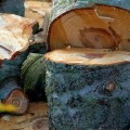 What happens to the ground after a large tree is removed?