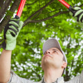 Is pruning the same as trimming?