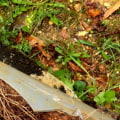 How do you know if tree roots are damaging foundation?