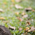 How far should a tree be away from house?