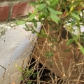 Can removing a tree cause foundation problems?