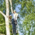 What is the professional name for a tree trimmer?