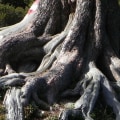 What happens to tree roots after a tree is removed?