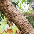 What is the difference between cutting a tree and trimming a tree?