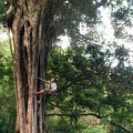 What are tree workers called?