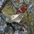 Is it better to trim a tree or cut it down?