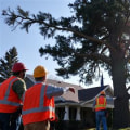 Coordinating Large-Scale Tree Removal Projects with Professional Support Services