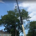 Crane Tree Removal Techniques For Large Tree Cutting Jobs