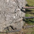 Should trees grow over your house?