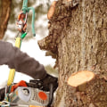 What do you call someone who does tree work?