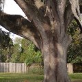 How do you take care of an old tree?