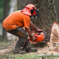 Can i remove a tree myself?