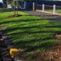 How close can a tree be next to a house?