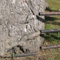 How close can a tree be to a house foundation?