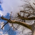 When to remove trees?