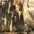 What is the fastest way to remove a tree stump?