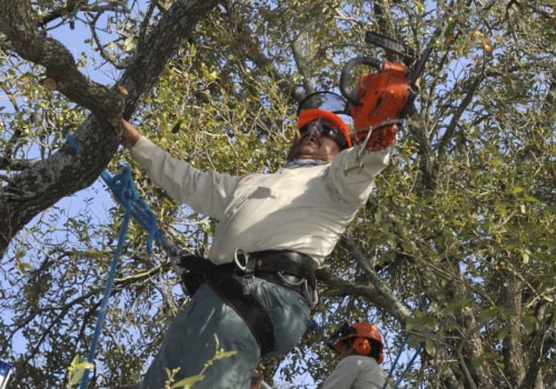 Is it better to trim a tree or cut it down?