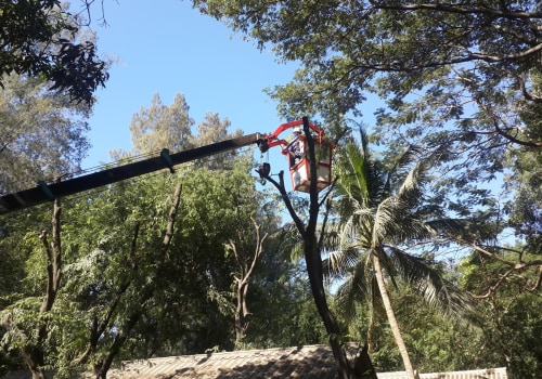 How To Know When Crane Tree Removal Is Necessary In Hattiesburg