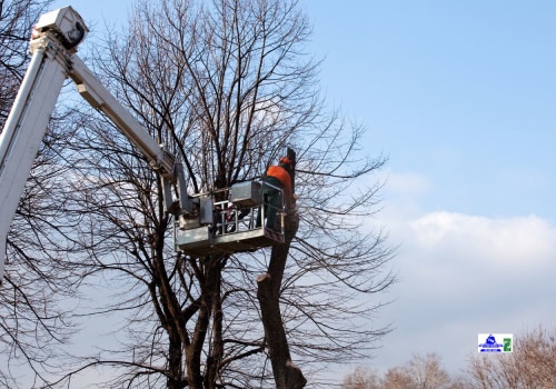 Reaching New Heights: How Crane Tree Removal Safely Handles the Toughest Jobs