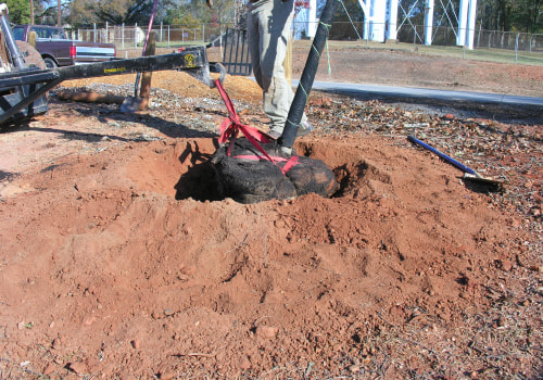 What does a tree need to grow properly?