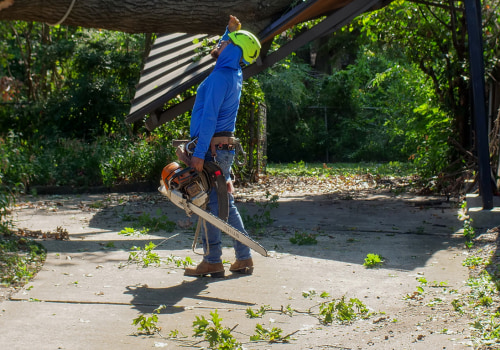 When to Schedule Crane Tree Removal During a Home Move