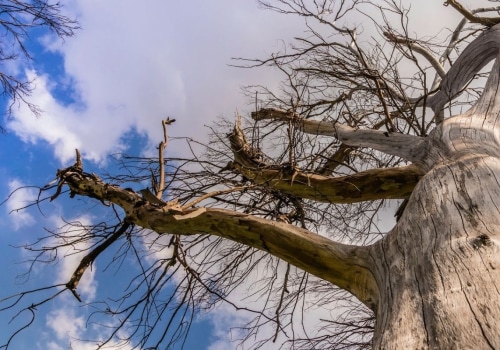 When to remove trees?